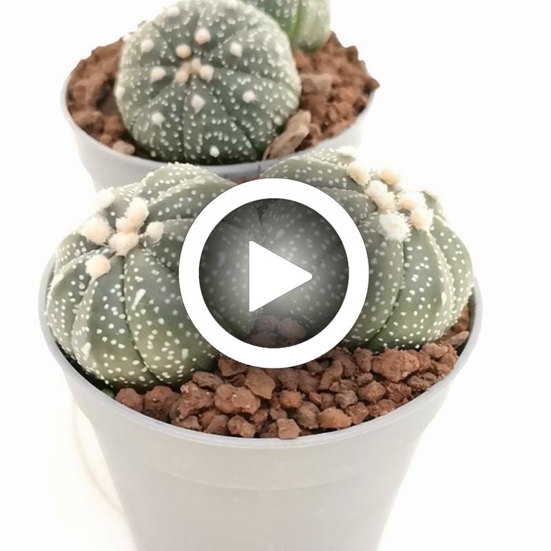 Astrophytum asterias hybrid f. dicotomica (CITES) - Giromagi