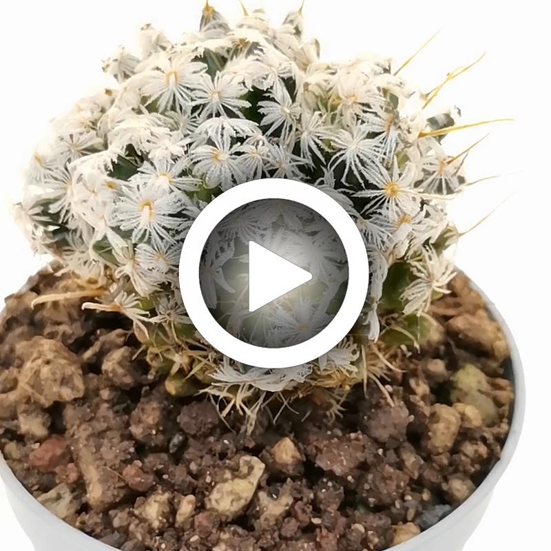 Mammillaria duwei f. prolifera - Giromagi