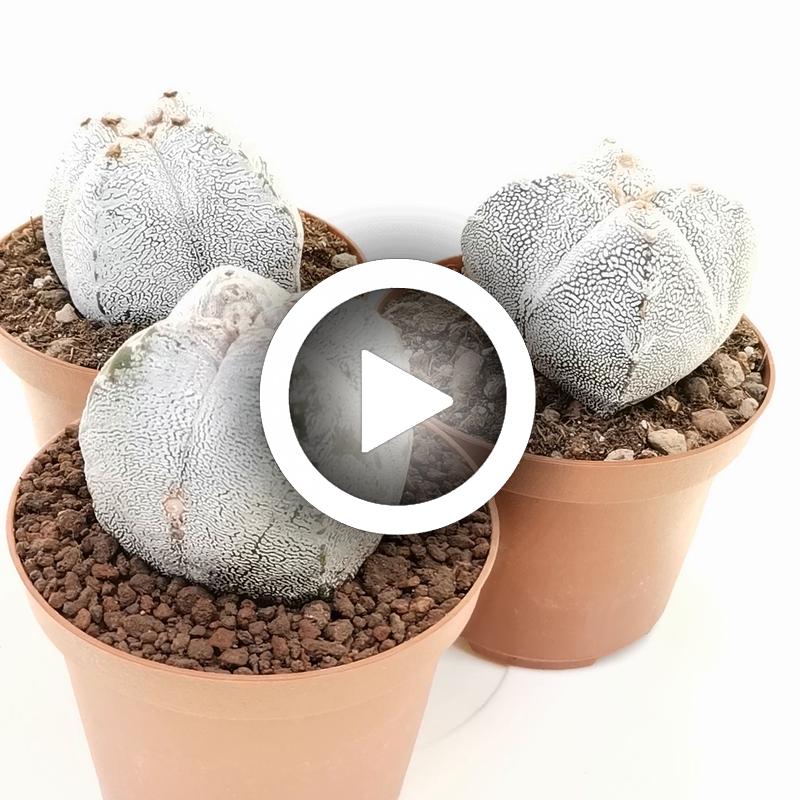 Astrophytum myriostigma cv. Onzuka var. quadricostatum - Giromagi