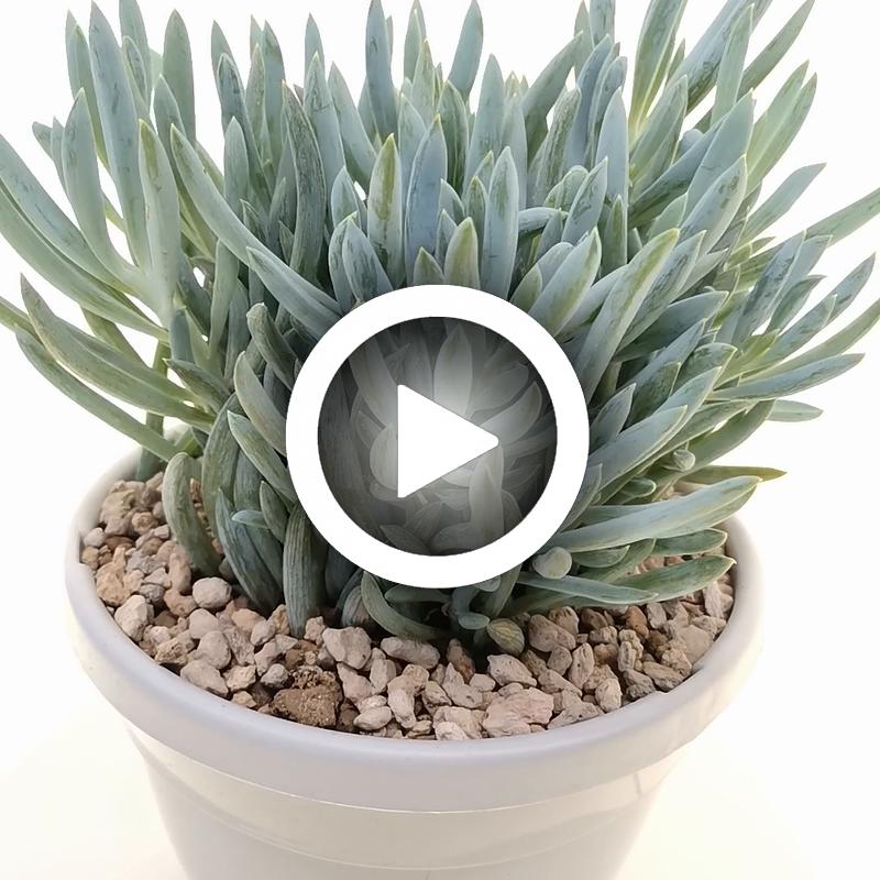 Senecio serpens - Giromagi