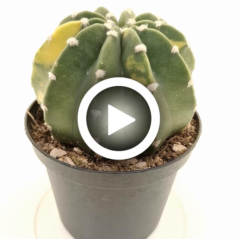 Echinopsis subdenudata f. variegata - Giromagi