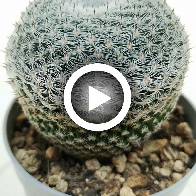 Mammillaria pseudoperbella 6,5 cm. | Cactaceae - Giromagi vendita ...