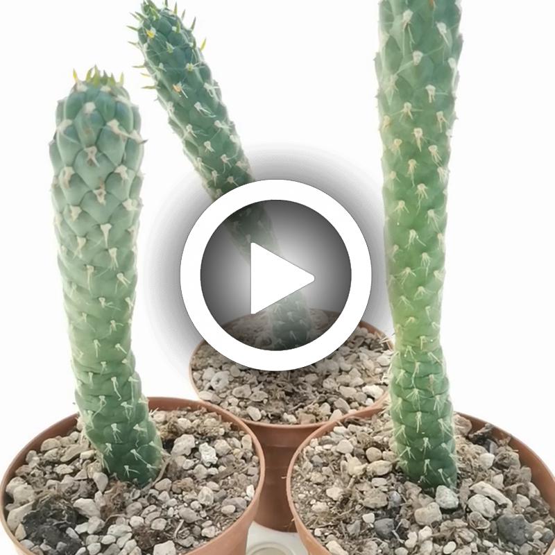 Opuntia subulata - Giromagi