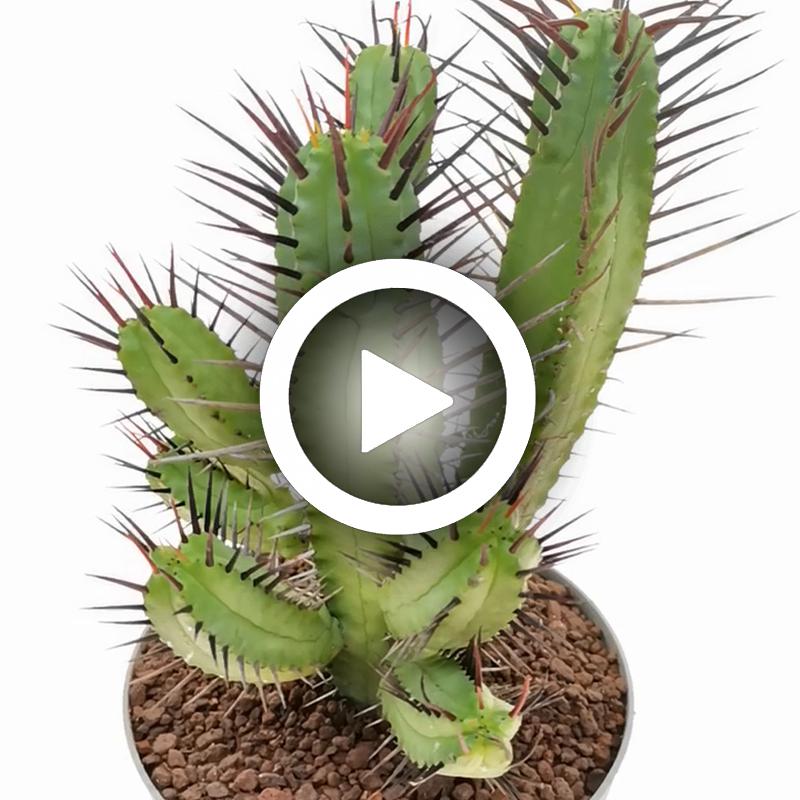 Euphorbia enopla (long spine) - Giromagi