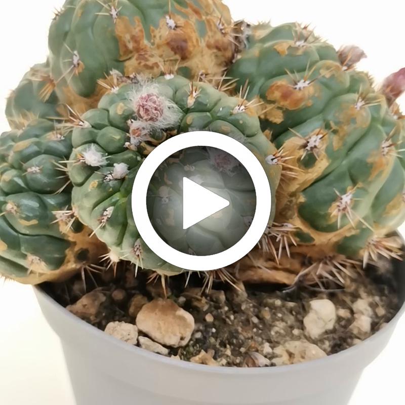 Matucana ritteri f. prolifera 14 cm. Cactaceae Giromagi vendita