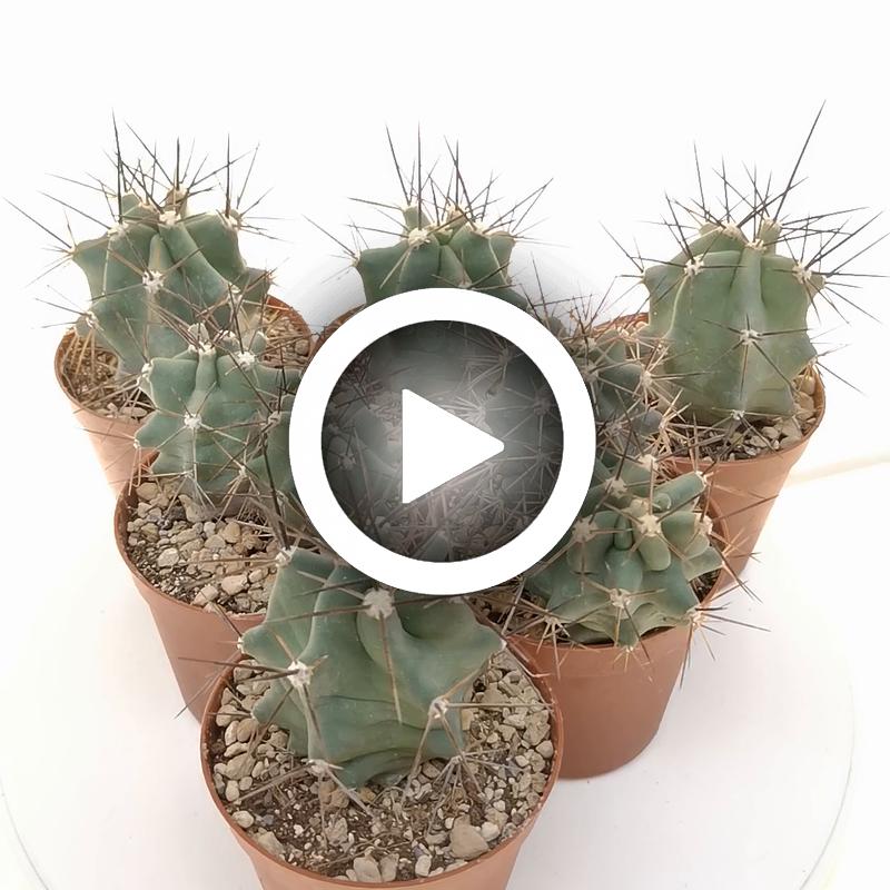 Echinocereus triglochidiatus - Giromagi