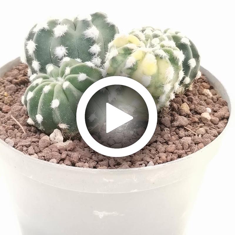 Echinopsis subdenudata cv. fuzzy navel f. variegata - Giromagi