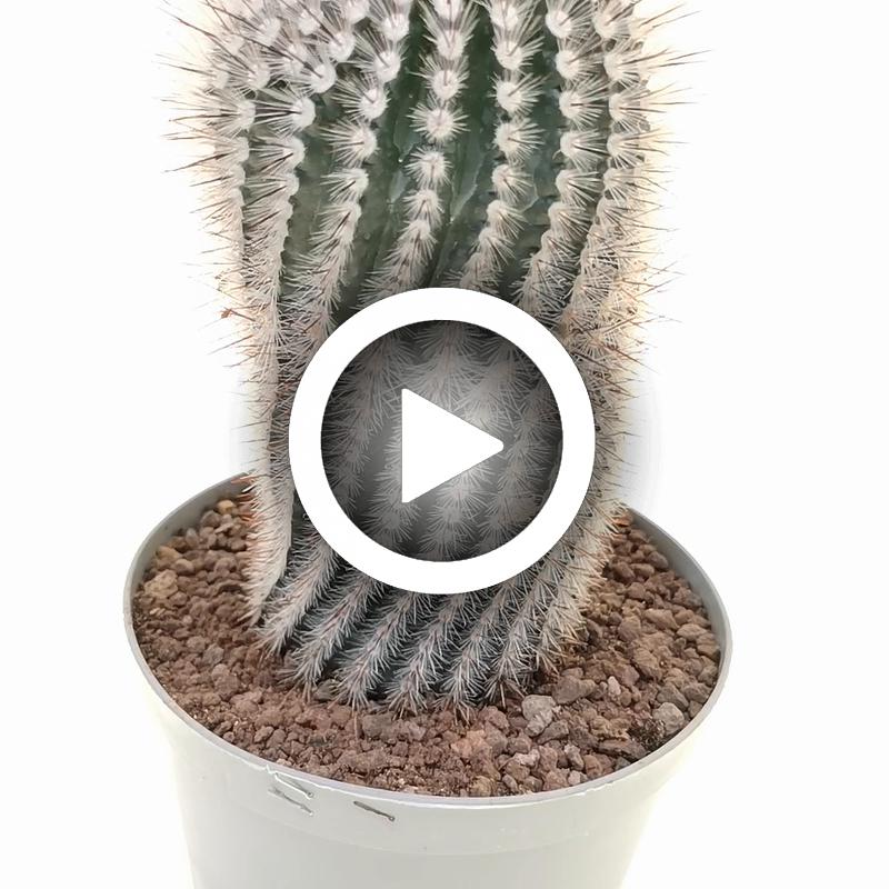 Notocactus scopa - Giromagi
