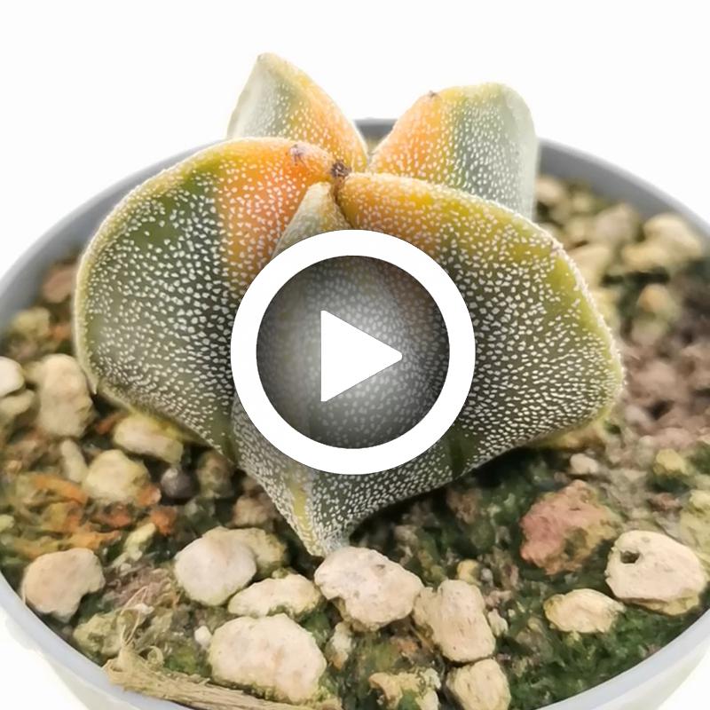 Astrophytum myriostigma cv. Koh-yo - Giromagi