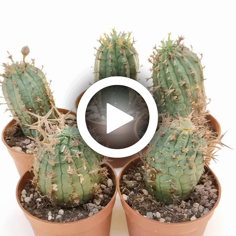 Euphorbia stellispina - Giromagi