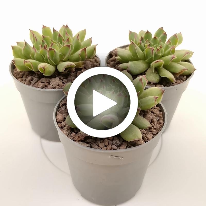 Sempervivum tectorum cv. Oddity - Giromagi