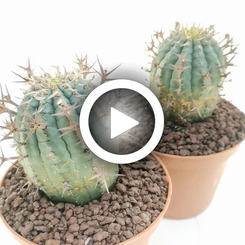 Euphorbia stellispina - Giromagi