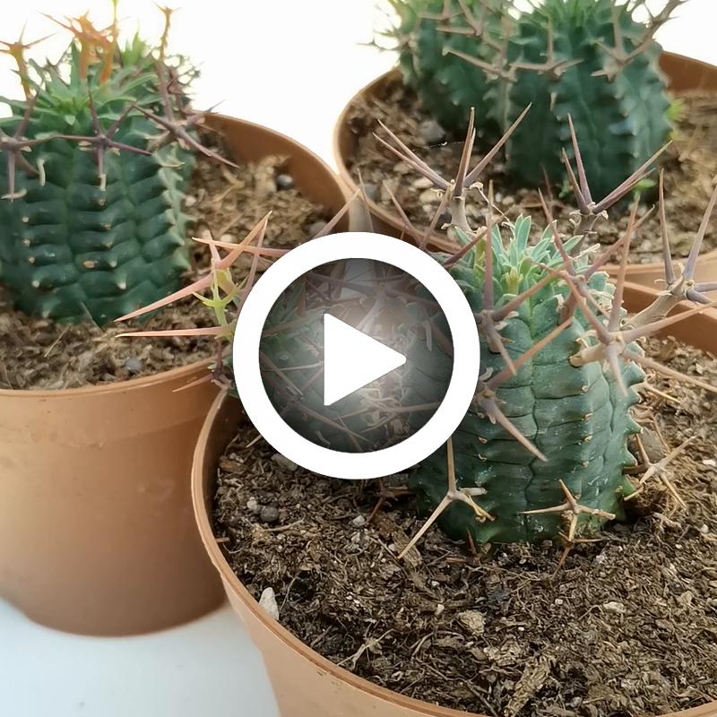 Euphorbia stellispina - Giromagi