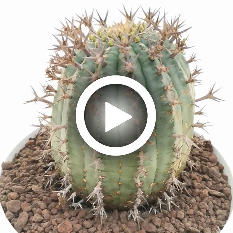 Euphorbia stellispina - Giromagi