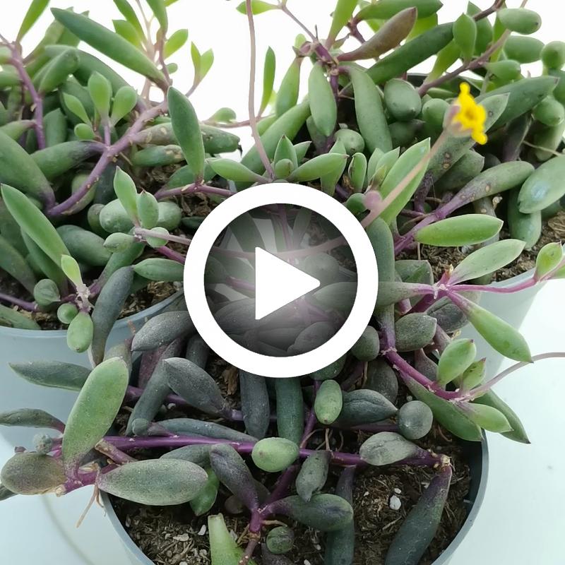 Senecio herreianus 'Purple Flush' - Giromagi