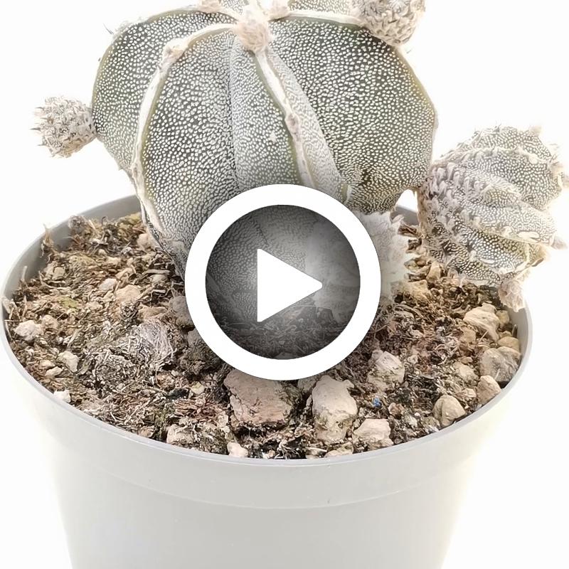 Astrophytum myriostigma cv. haku-Jo f. prolifera - Giromagi