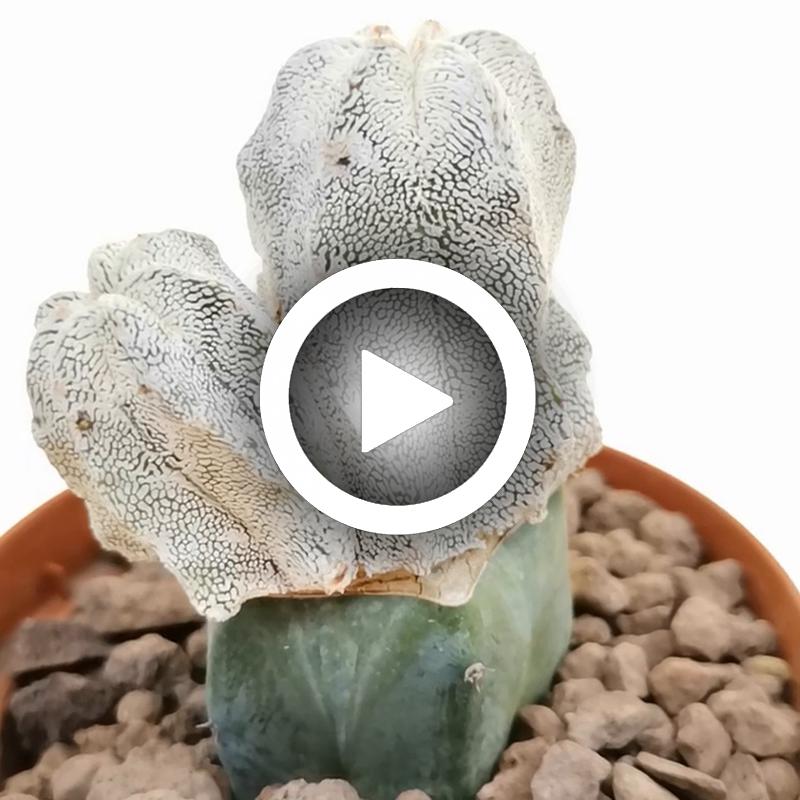 Astrophytum myriostigma cv. Onzuka f. dicotomica - Giromagi