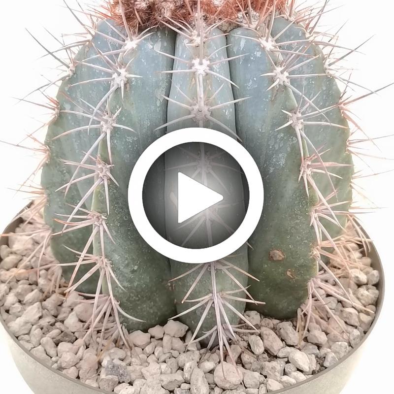 Melocactus azureus - Giromagi