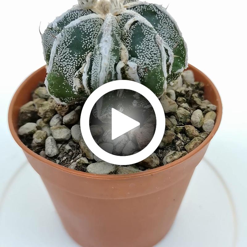 Astrophytum myriostigma cv. Fukuryu (Type B) multicostatum Haku-jo 6,5 ...