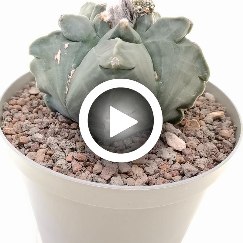 Astrophytum myriostigma cv. Kikko var. nudum f. prolifera - Giromagi