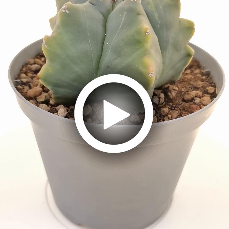 Astrophytum myriostigma cv. Kikko var. nudum - Giromagi