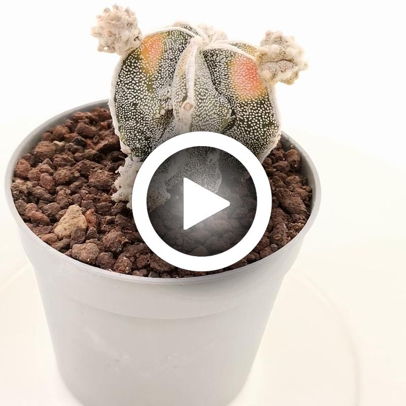 Astrophytum myriostigma cv. fukuryu (Type B) Haku-jo f. variegata prolifera - Giromagi