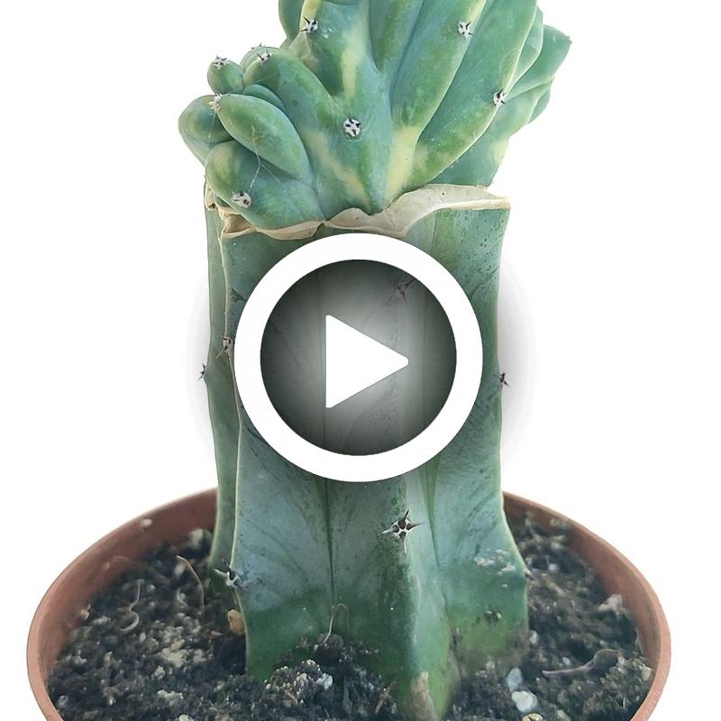 Myrtillocactus geometrizans f. crestata variegata - Giromagi