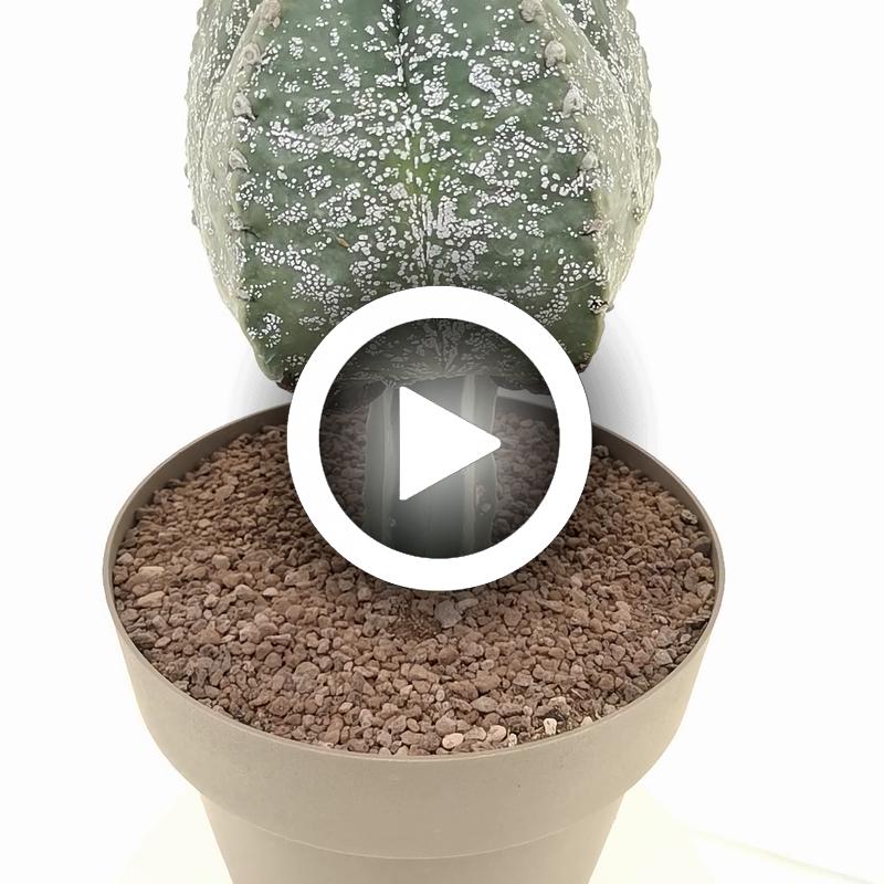 Astrophytum myriostigma cv. Hakuun - Giromagi