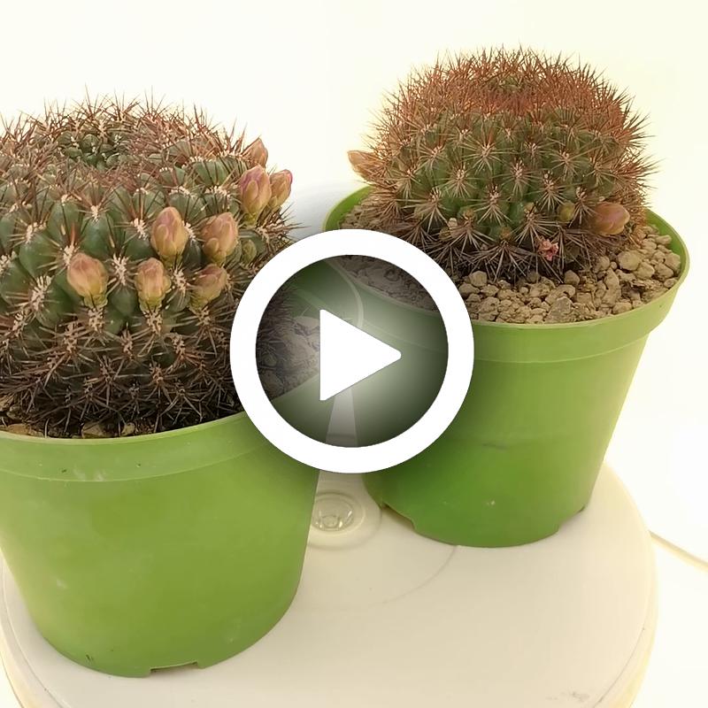 Sulcorebutia mentosa - Giromagi