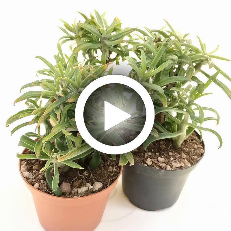 Tylecodon grandiflorus - Giromagi