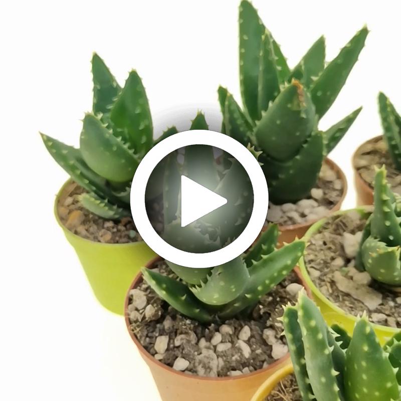 Aloe mitriformis 10 pcs. - Giromagi
