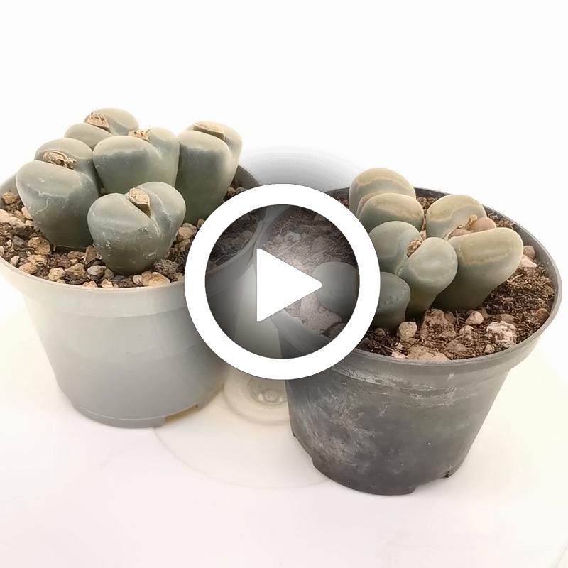 Lithops optica - Giromagi