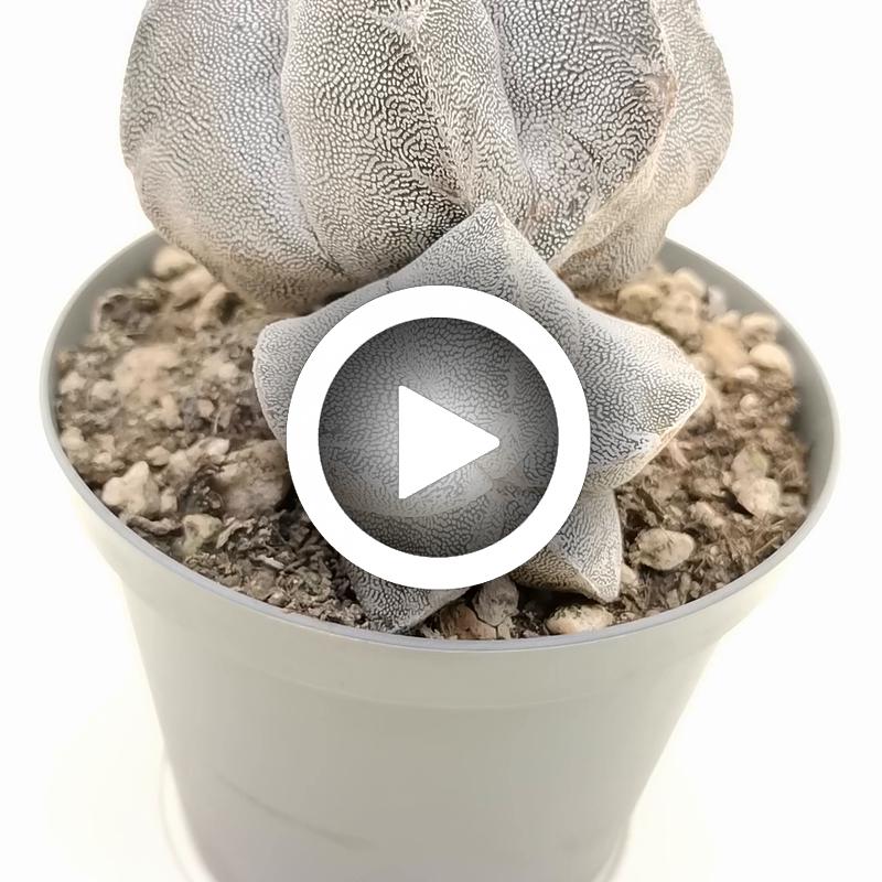 Astrophytum myriostigma cv. Onzuka f. dicotomica - Giromagi