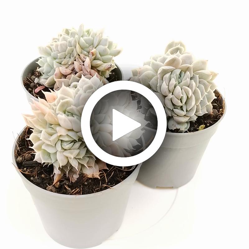 Echeveria hyalina f. crestata - Giromagi
