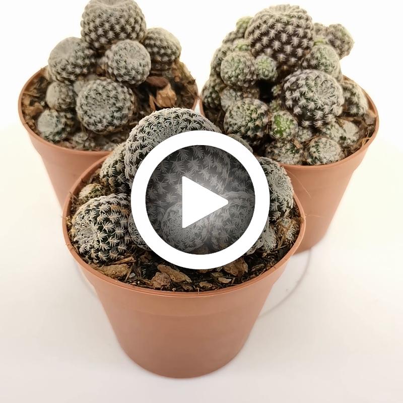Sulcorebutia langeri - Giromagi