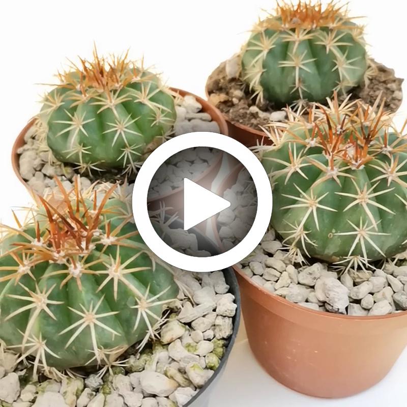 Melocactus concinnus - Giromagi