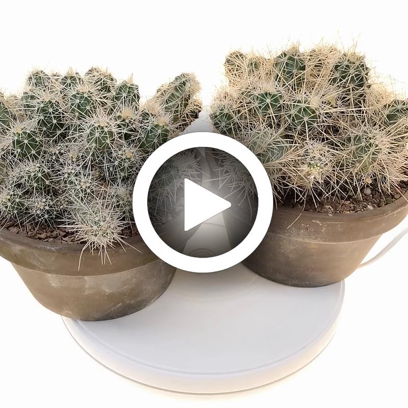 Echinocereus klapperi - Giromagi