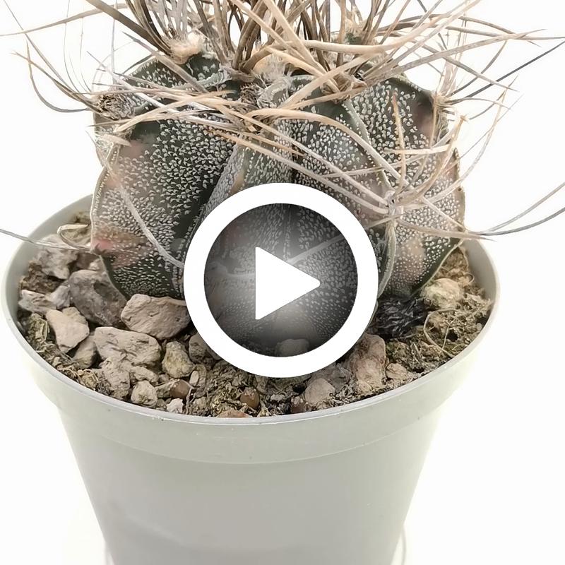Astrophytum capricorne var. niveum f. variegata - Giromagi