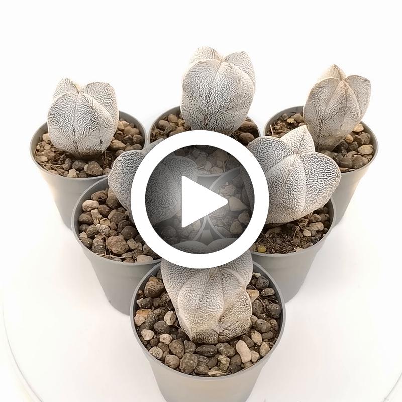 Astrophytum myriostigma cv. Onzuka quadricostatum V-Type - Giromagi