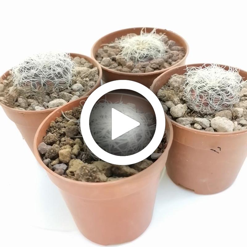 Sulcorebutia crispata subs. hertusii (Own roots) - Giromagi