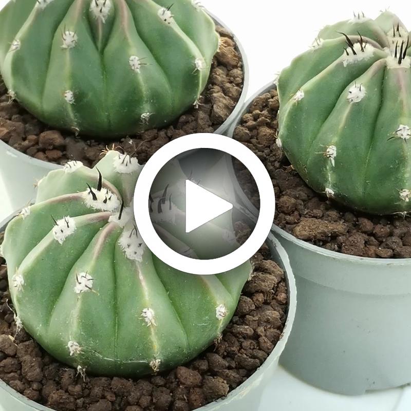 Melocactus maxonii f. inermis - Giromagi