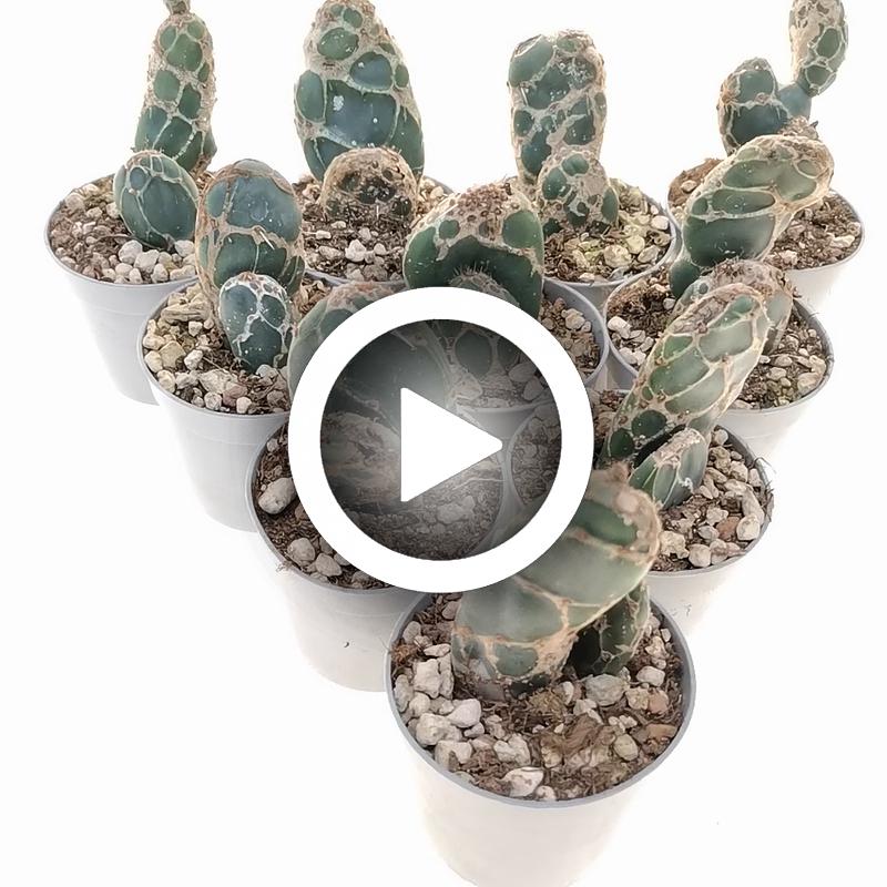 Opuntia reticulata cobra 10 pcs. - Giromagi