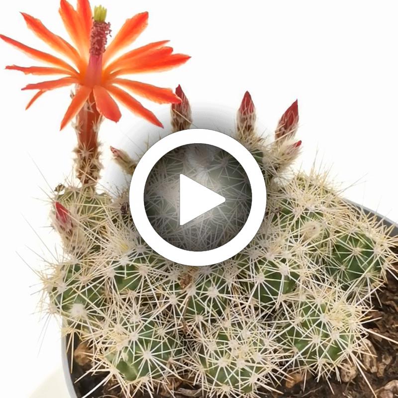 Echinocereus klapperi - Giromagi
