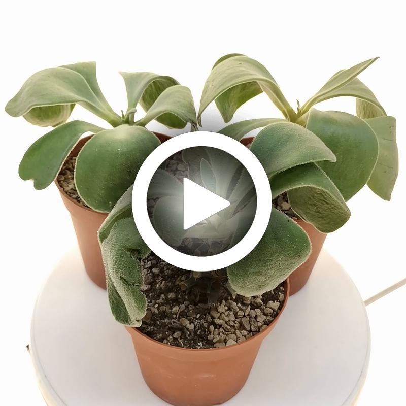 Tylecodon hirtifolium - Giromagi