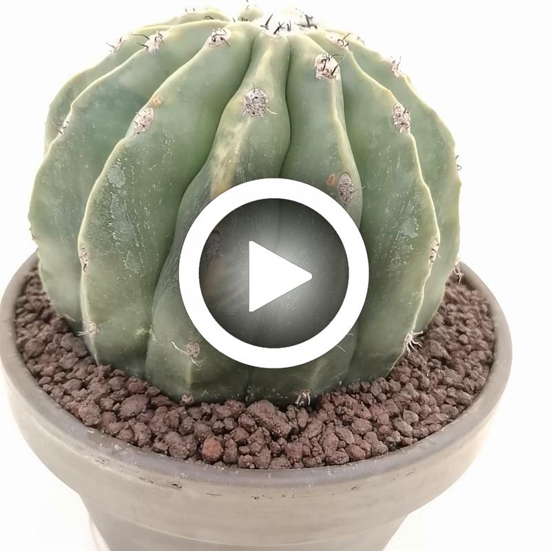 Melocactus maxonii f. inermis variegata - Giromagi