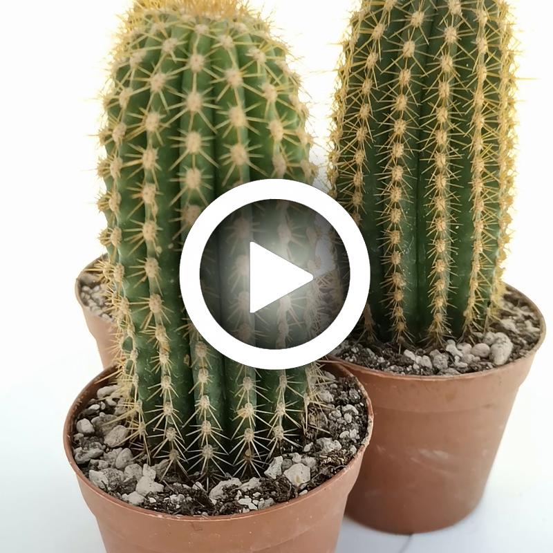 Trichocereus santiaguensis 7,5 cm. | Cactaceae - Giromagi vendita ...