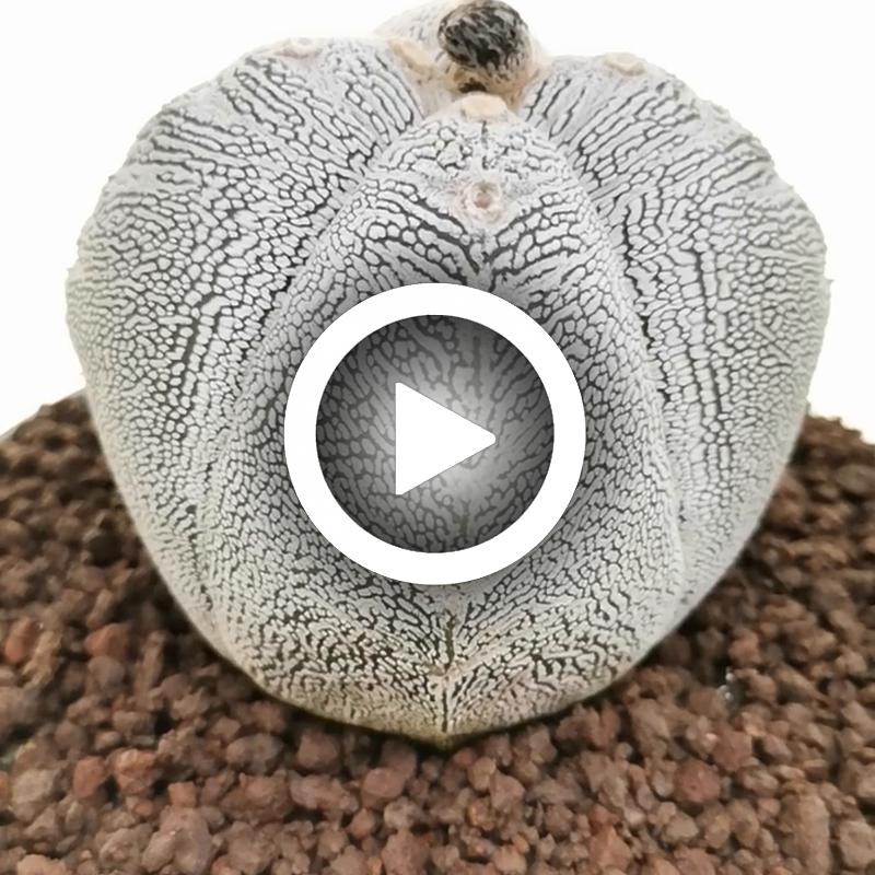 Astrophytum myriostigma cv. Onzuka quadricostatum V-Type - Giromagi