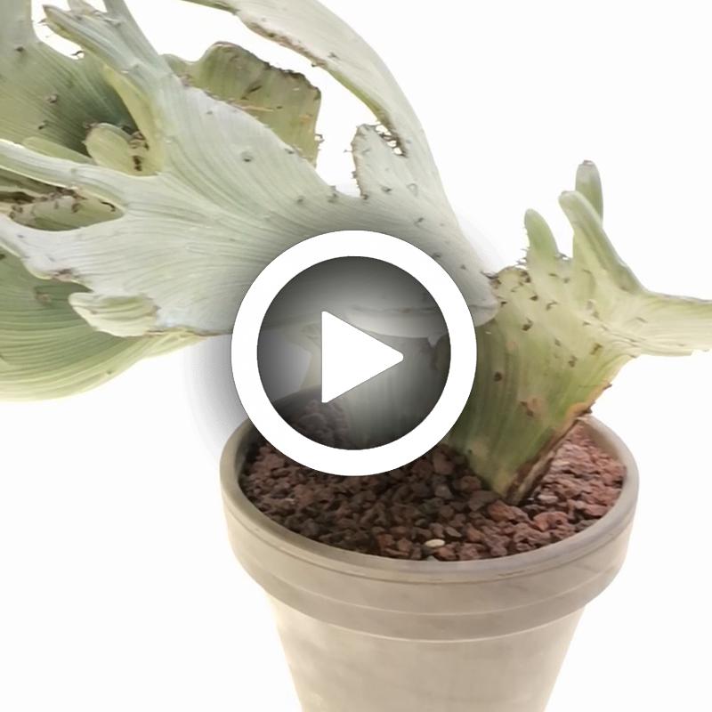 Senecio anteuphorbium f. crestata - Giromagi