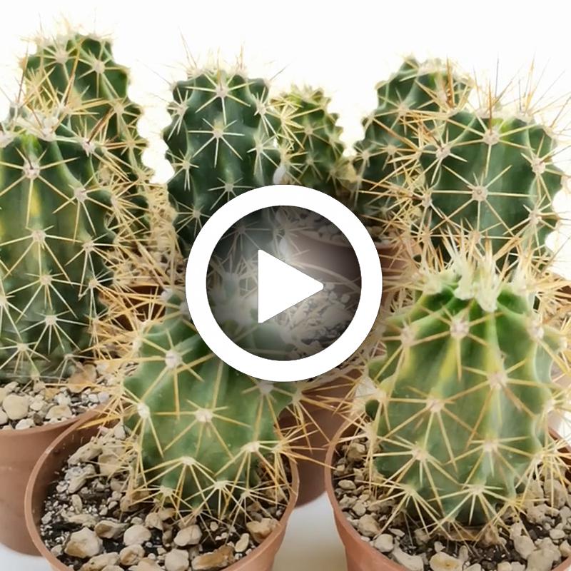Echinocereus triglochidiatus x engelmannii - Giromagi