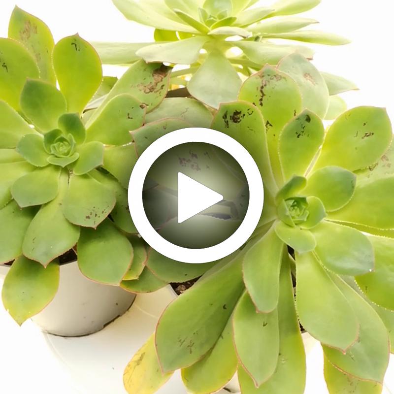 Aeonium decorum - Giromagi